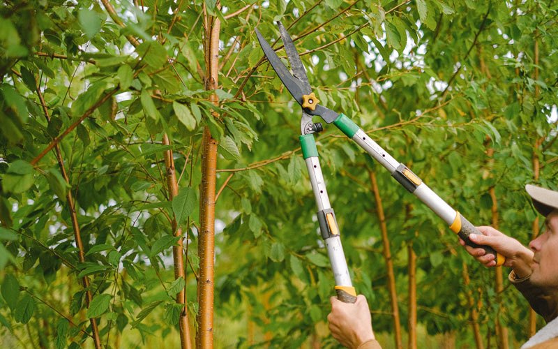 Tree trimming in Smilax, KY